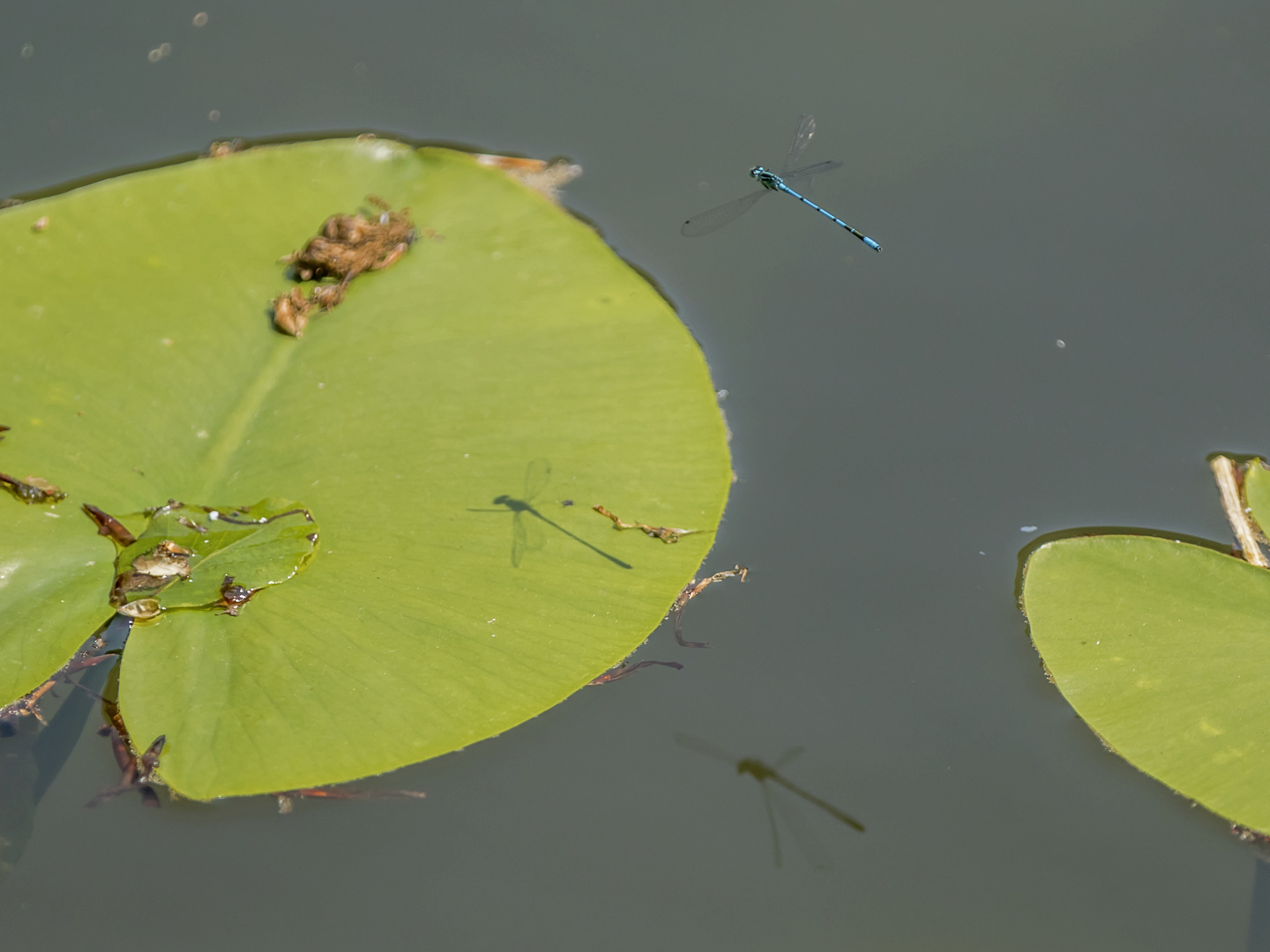 Blau am Libellen-Teich