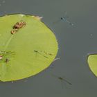 Blau am Libellen-Teich