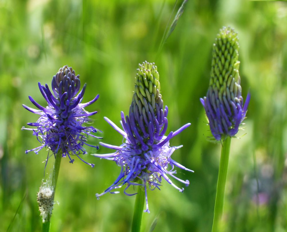 Blau am Sonntag