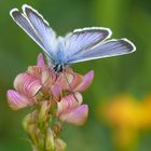 Blau an Rosa vor Gelb