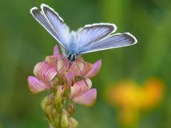 Blau an Rosa vor Gelb