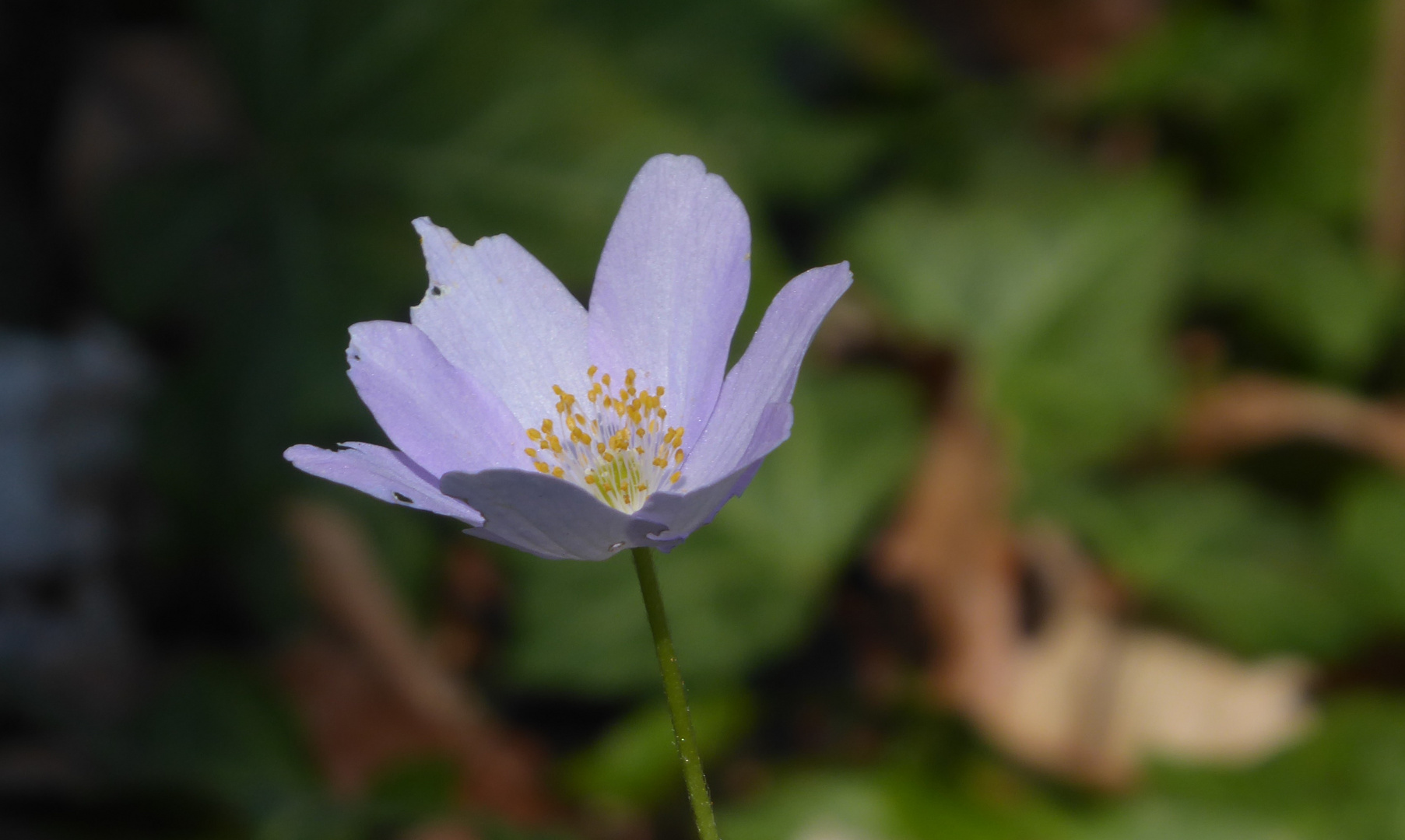 blau angehaucht, mein Mittwochsblümchen