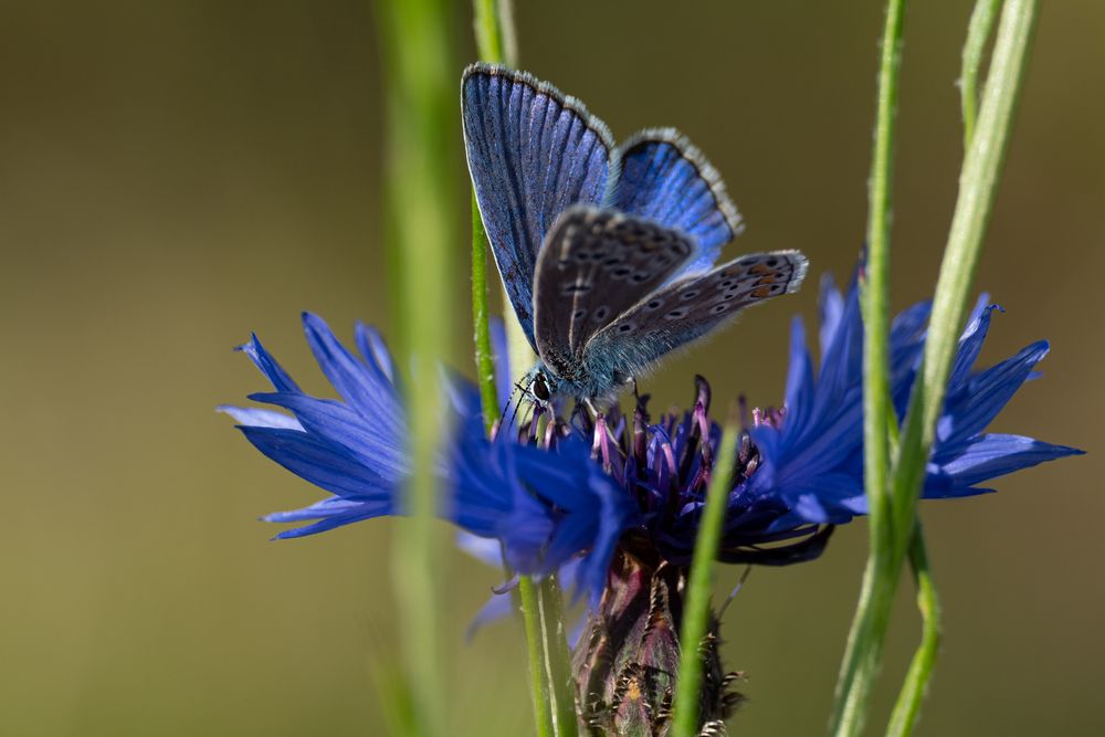 blau auf blau