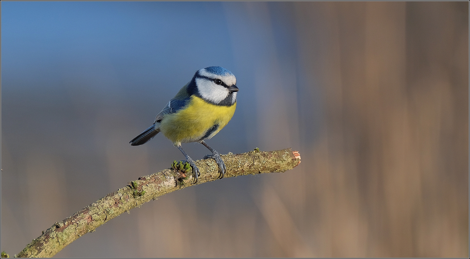 Blau auf Blau