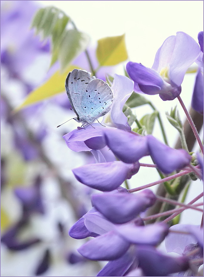 Blau auf Blau!