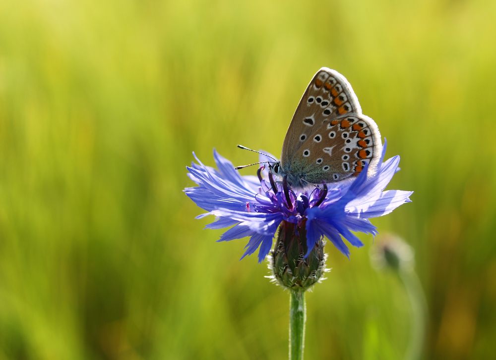 blau auf blau