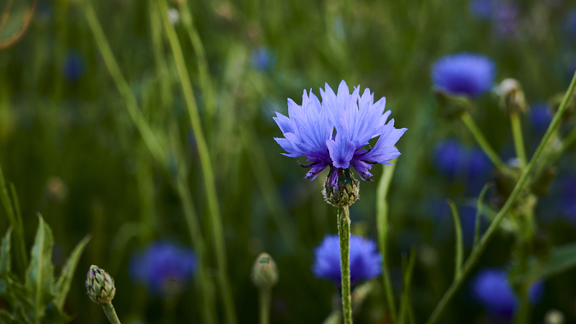 Blau auf der Mohnwiese