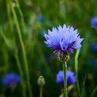 Blau auf der Mohnwiese