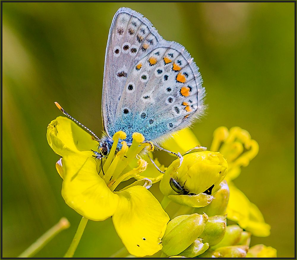 BLAU AUF GELB