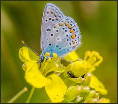 BLAU AUF GELB