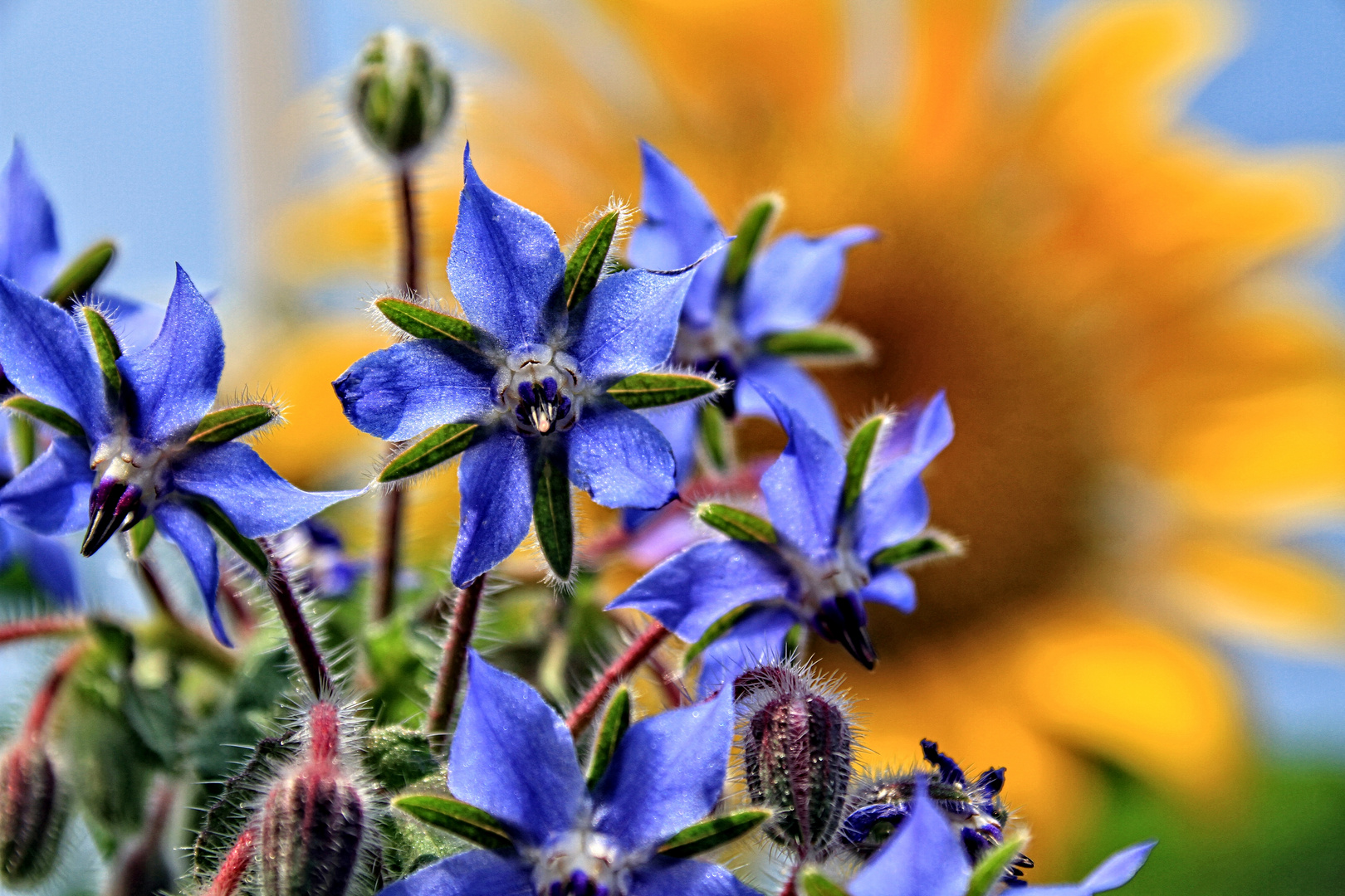 Blau auf Gelb 2