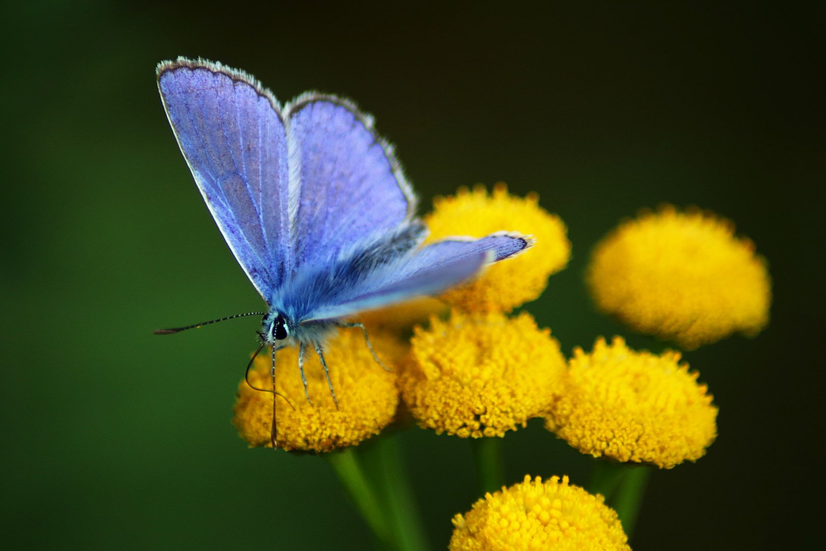 Blau auf Gelb 2