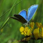 Blau auf Gelb