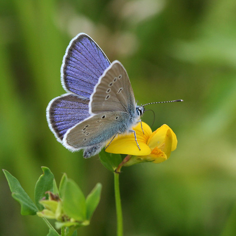 Blau auf Gelb