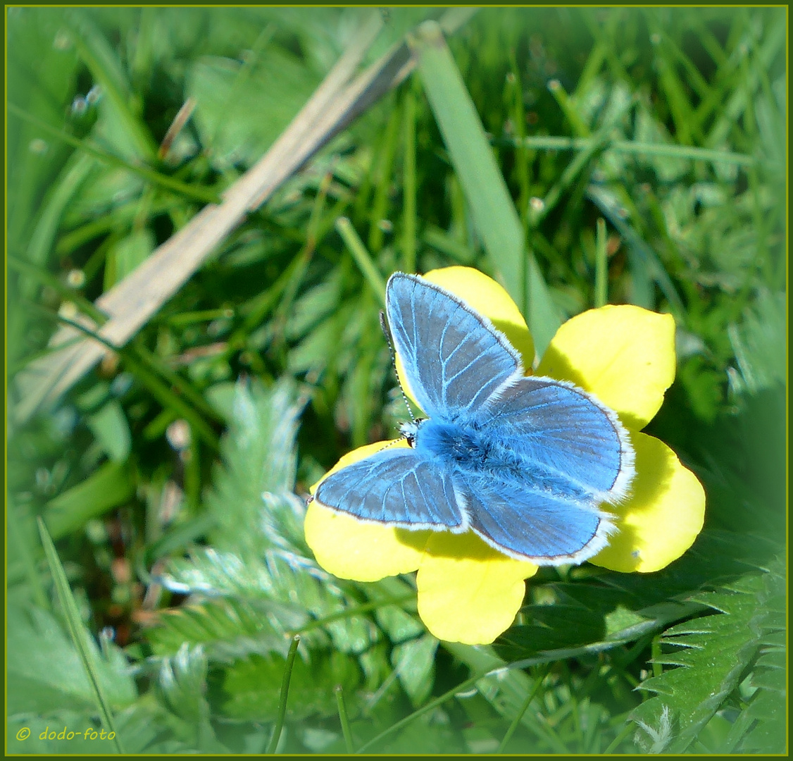 ** blau auf gelb **