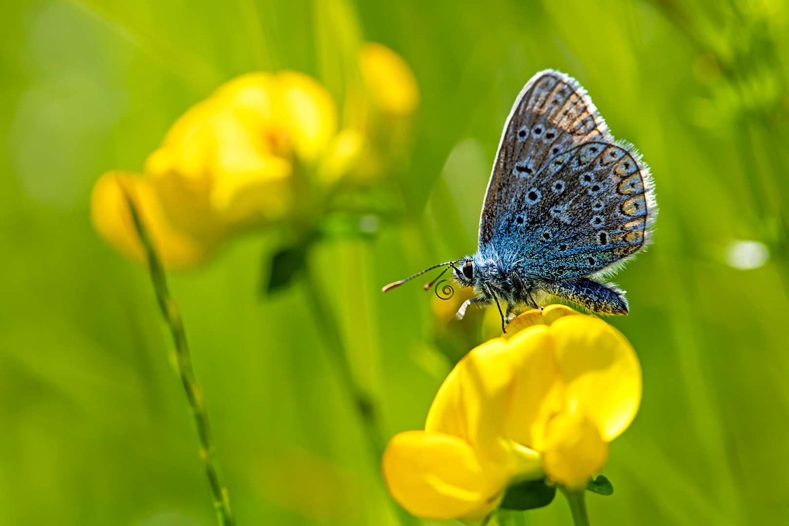 blau auf gelb