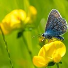 blau auf gelb