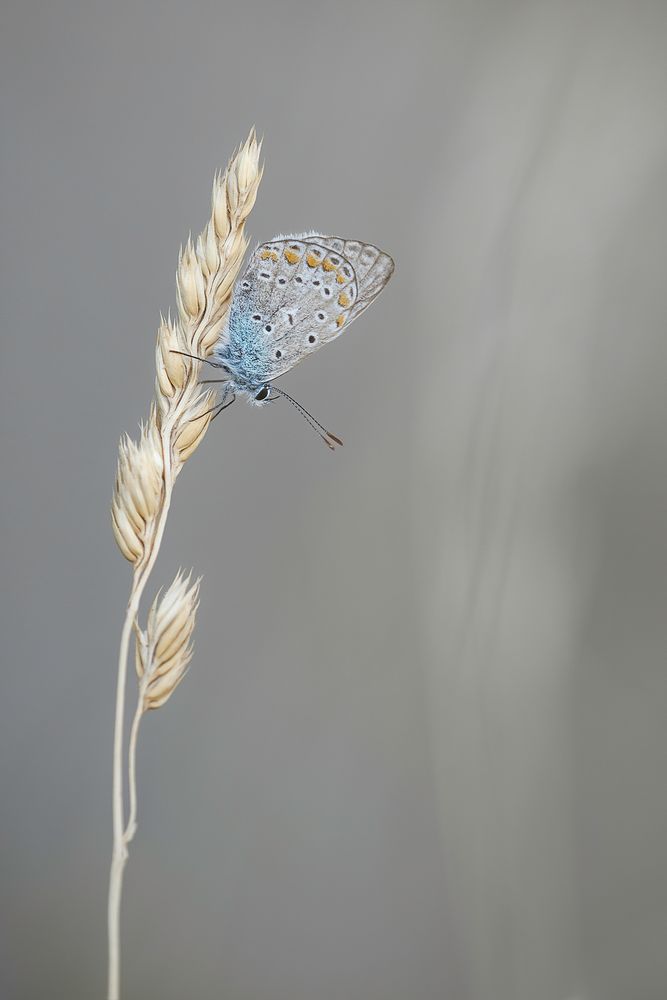 ... Blau auf Grau ...