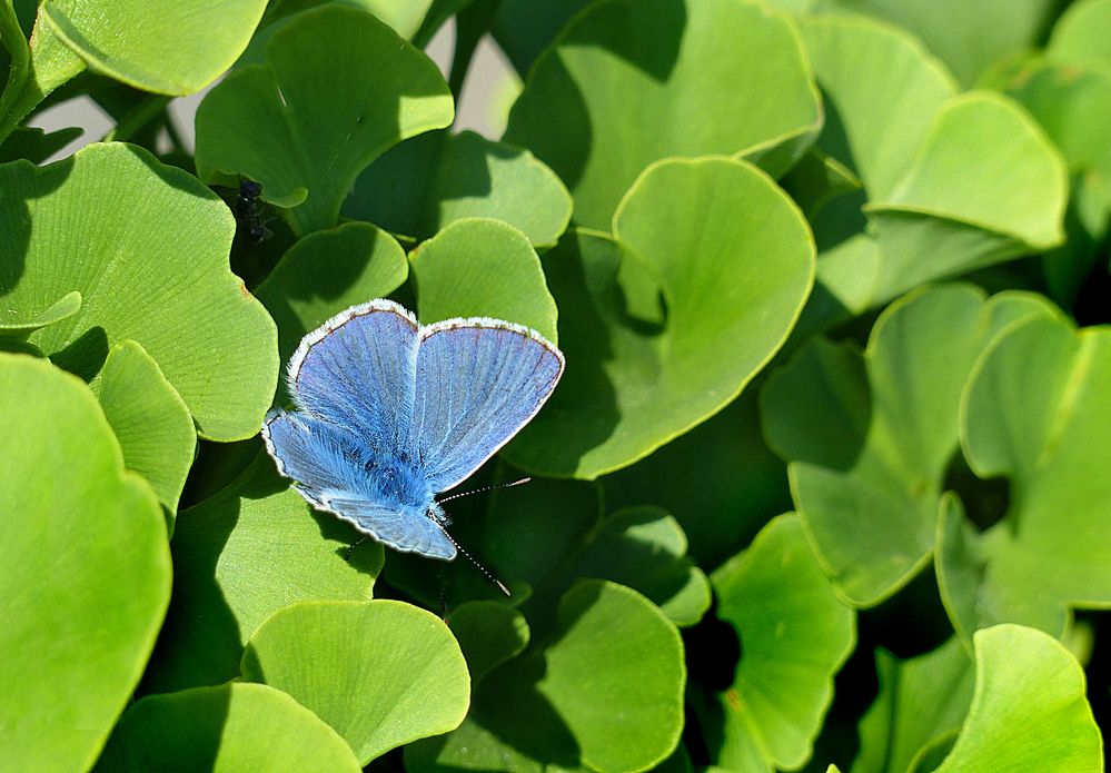 Blau auf Grün