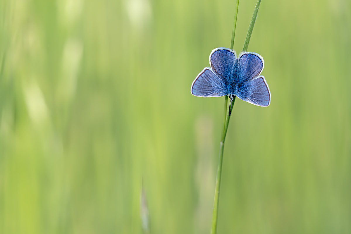 blau auf grün