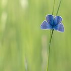 blau auf grün