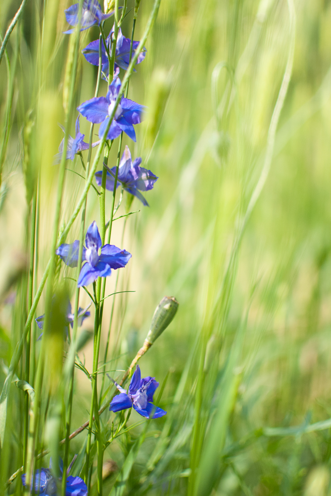 Blau auf Grün