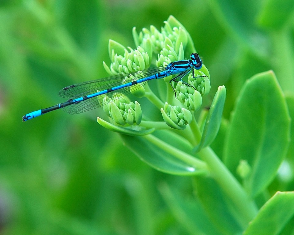 Blau auf Grün