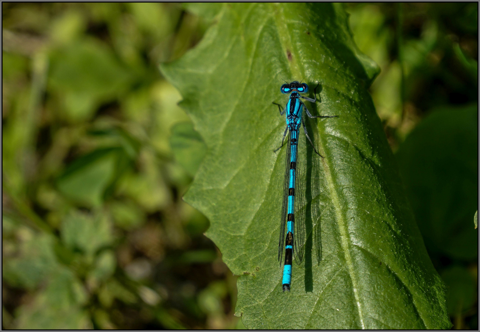 blau auf grün