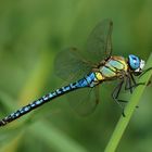 Blau auf Grün. Südliche-Mosaikjungfer Männchen