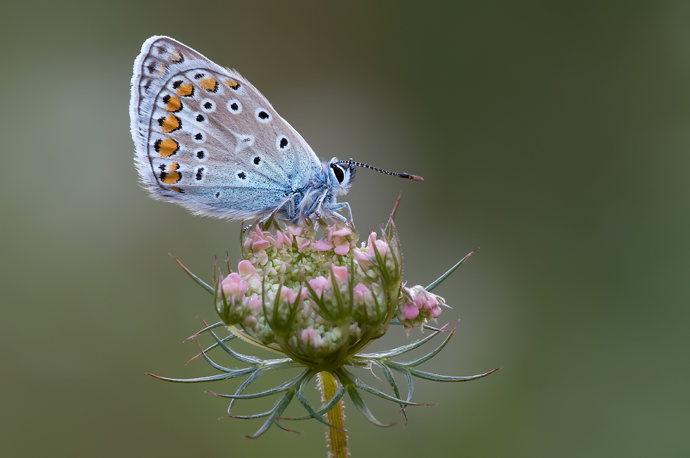 Blau auf Pink