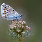 Blau auf Pink