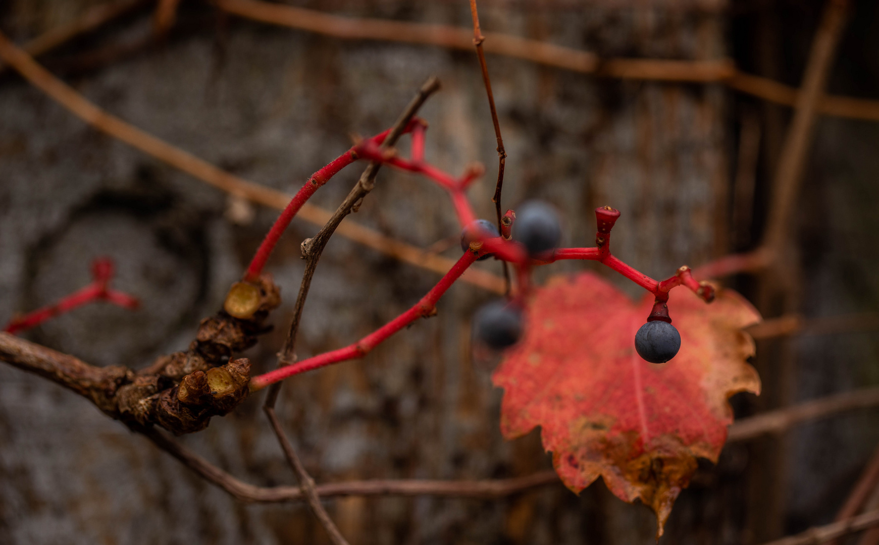 Blau auf Rot