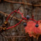 Blau auf Rot