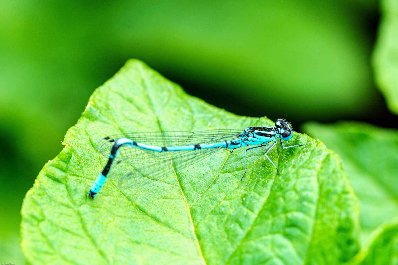 Blau Becher-Azurjungfer "