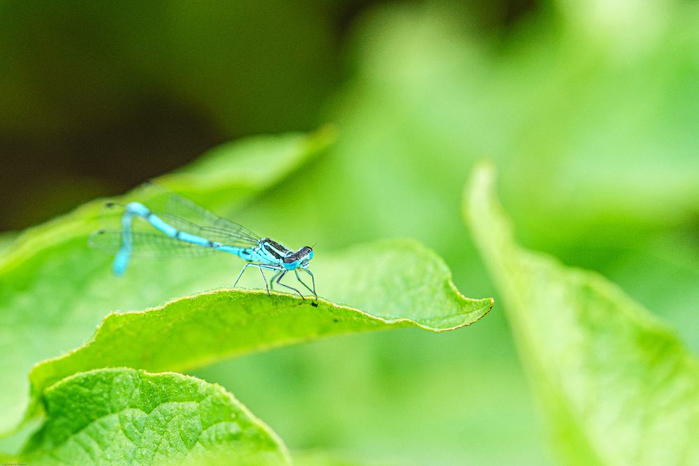 Blau Becher-Azurjungfer !