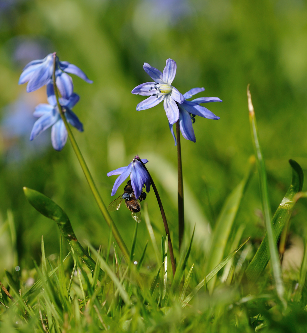 Blau bestäubte Bestäuber