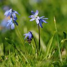 Blau bestäubte Bestäuber