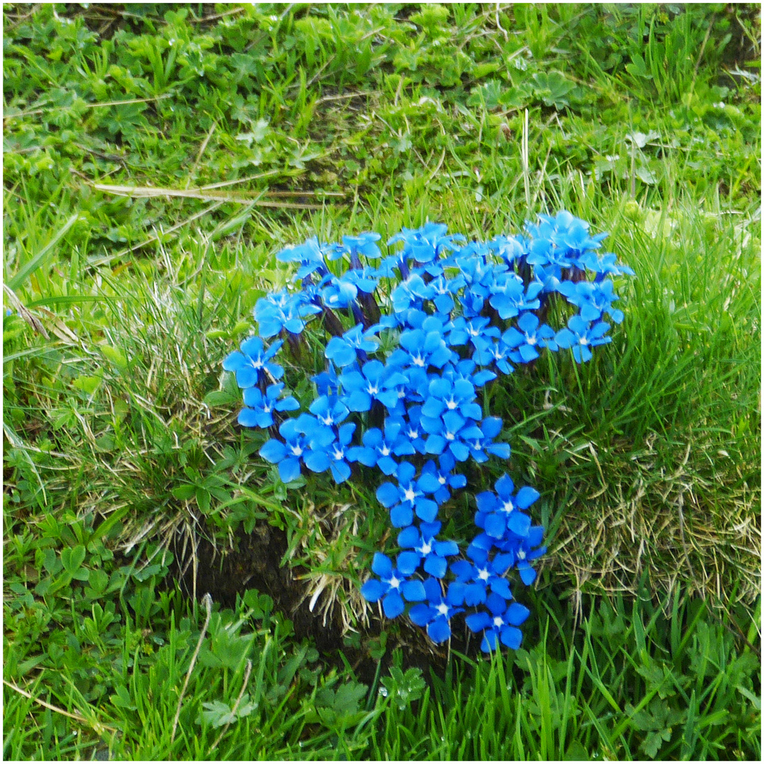 blau, bläuer Foto & Bild | natur, blumen, pflanzen Bilder auf fotocommunity