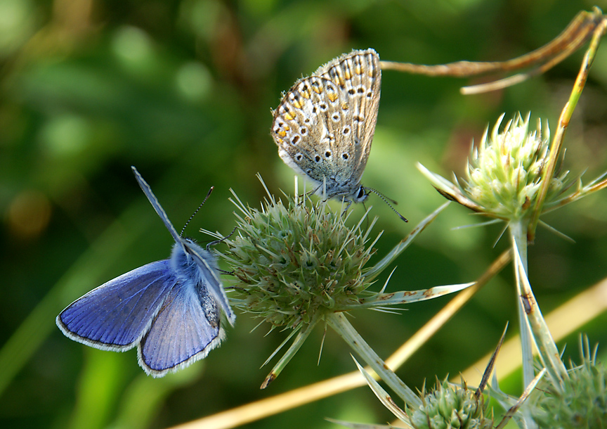 blau & blau