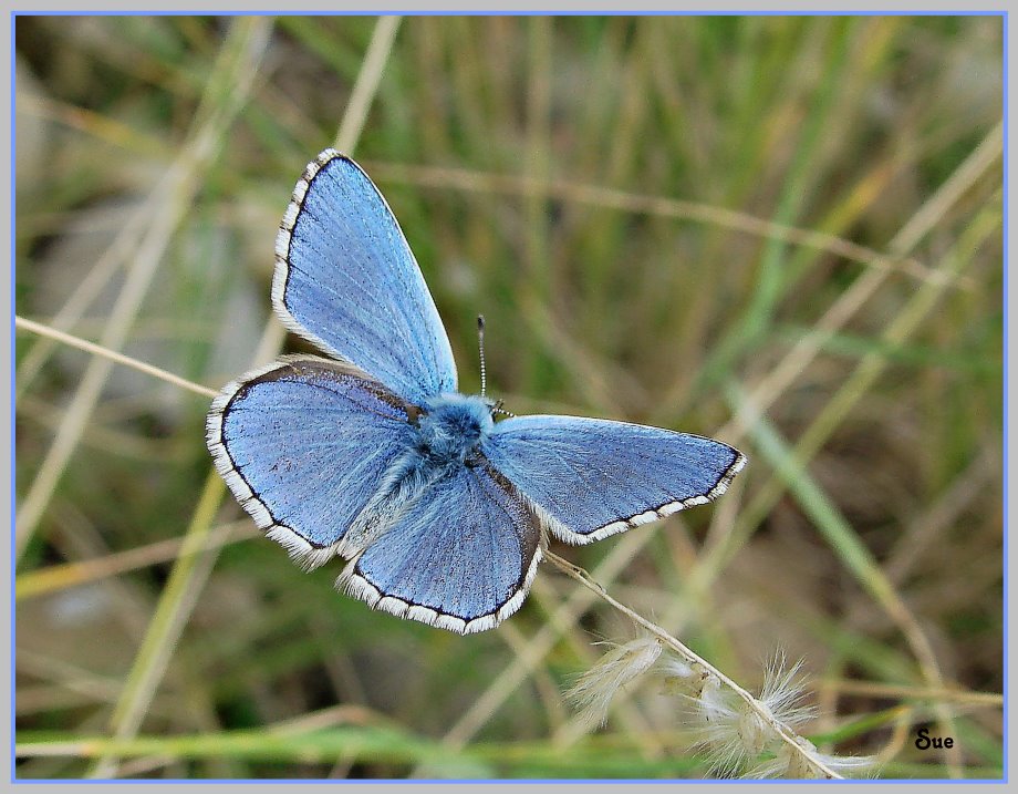 Blau-Blau-Bläuling