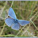 Blau-Blau-Bläuling