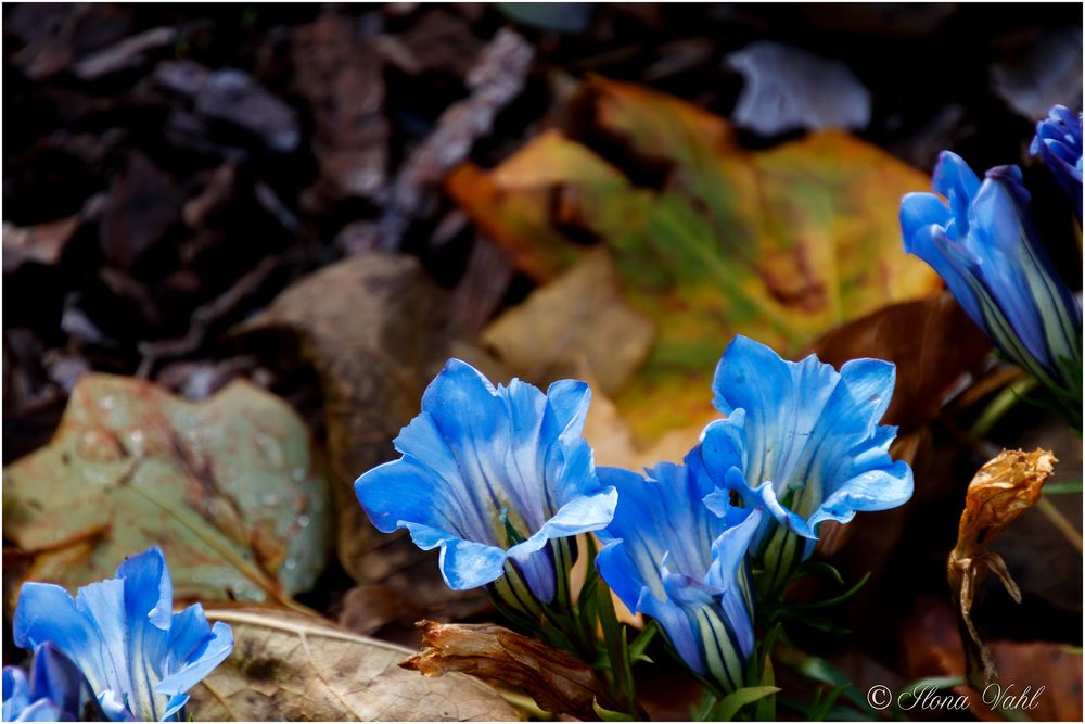 Blau, blau, blau...