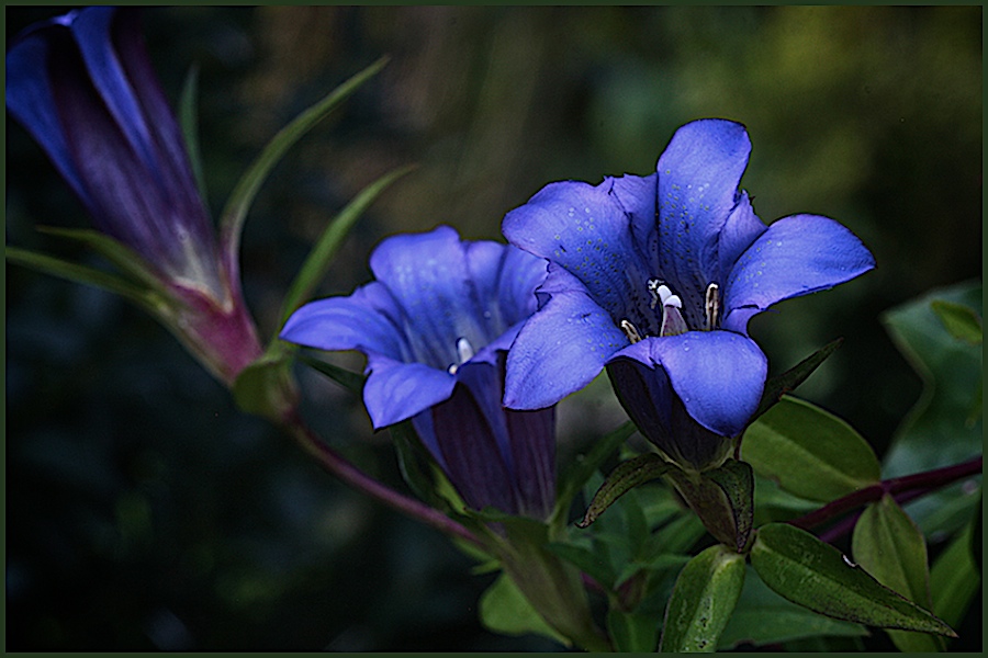 blau, blau, blau...