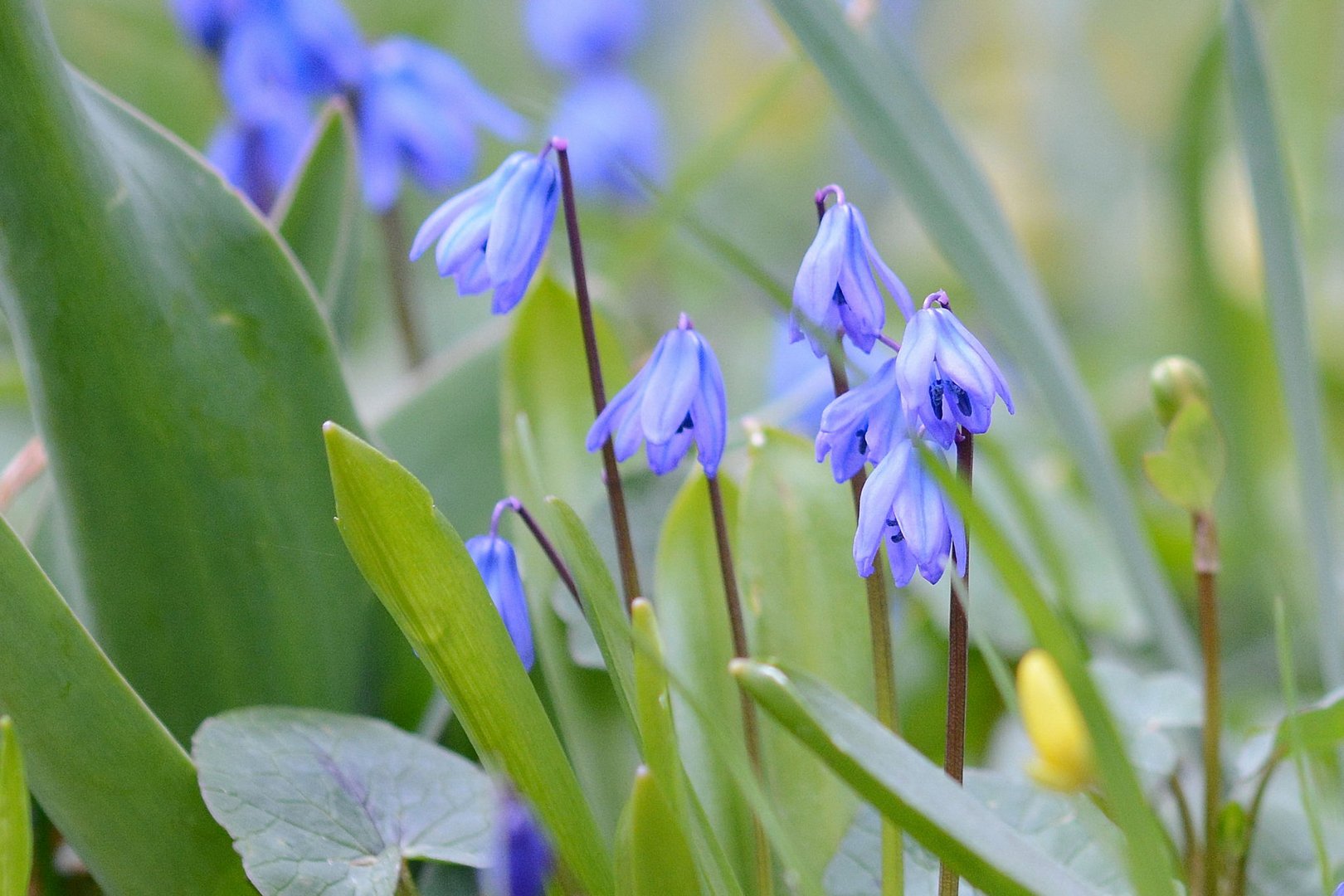 Blau, blau, blau ....