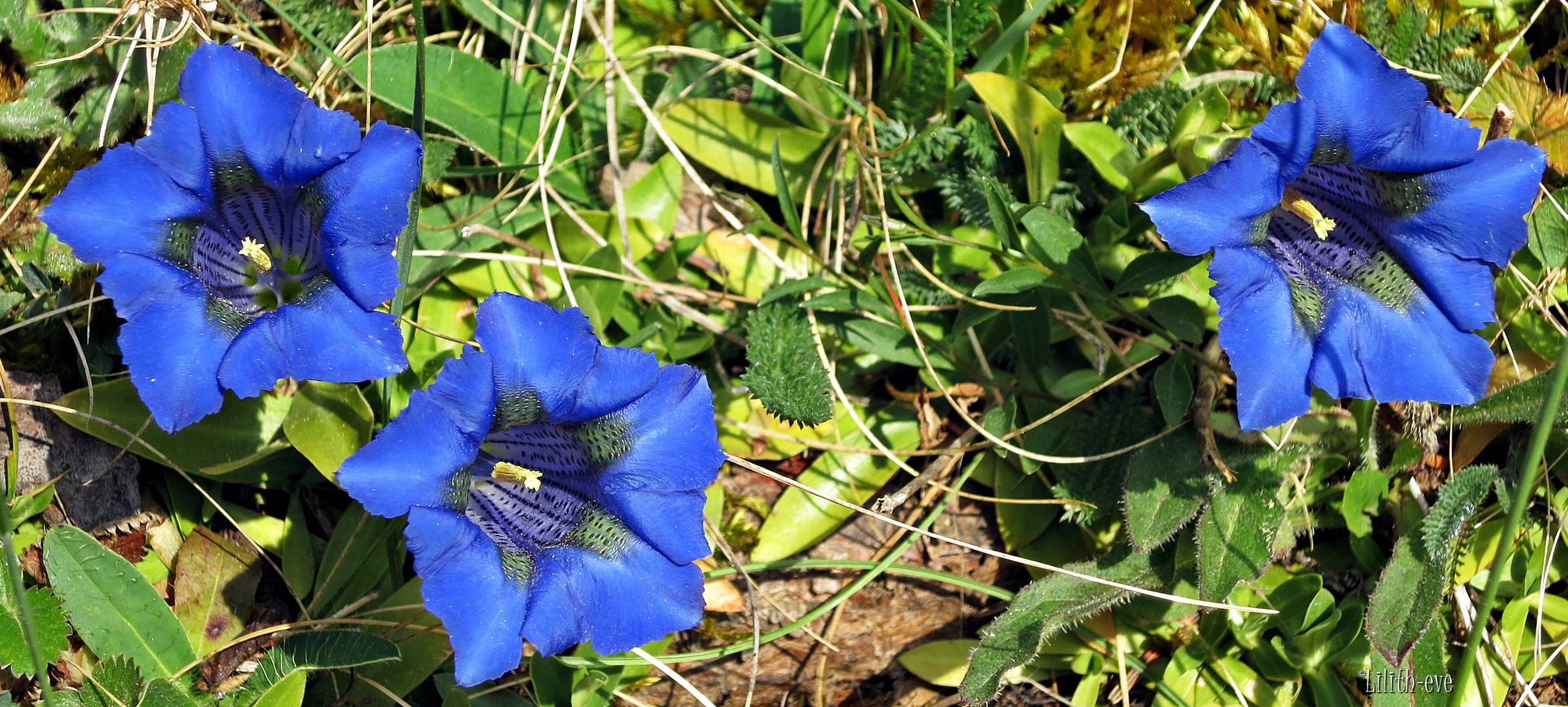 blau-blau-blau blüht auch der Eznian....