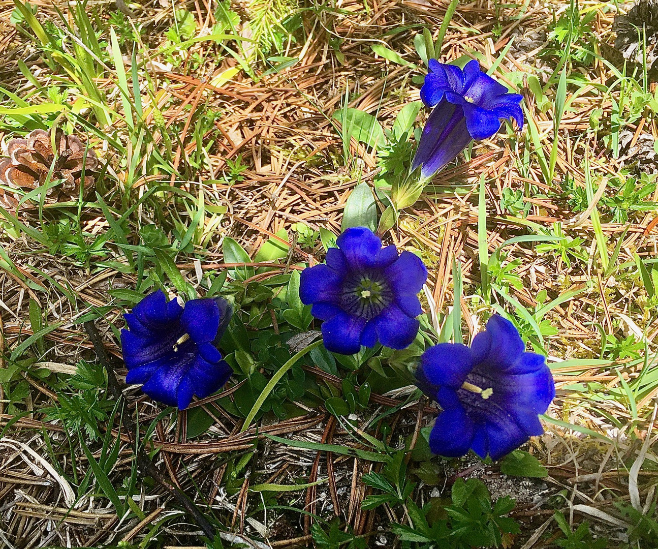 Blau Blau Blau blüht der.......