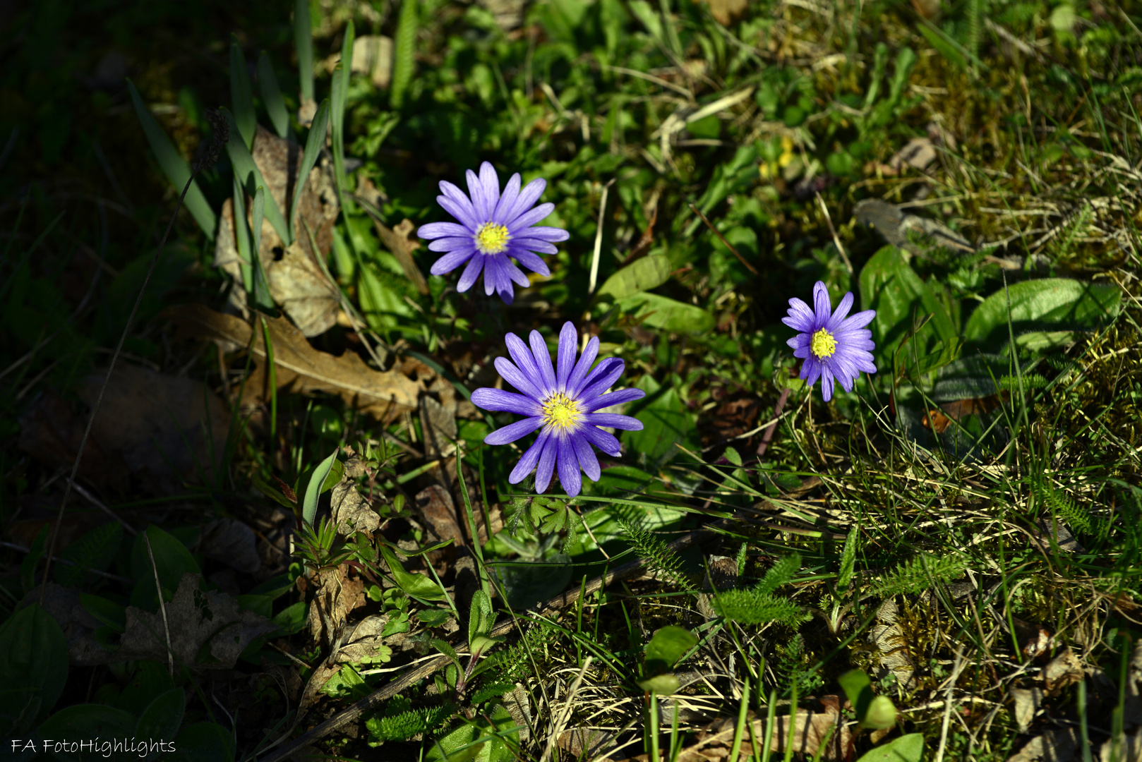 Blau, blau, blau blüht der...