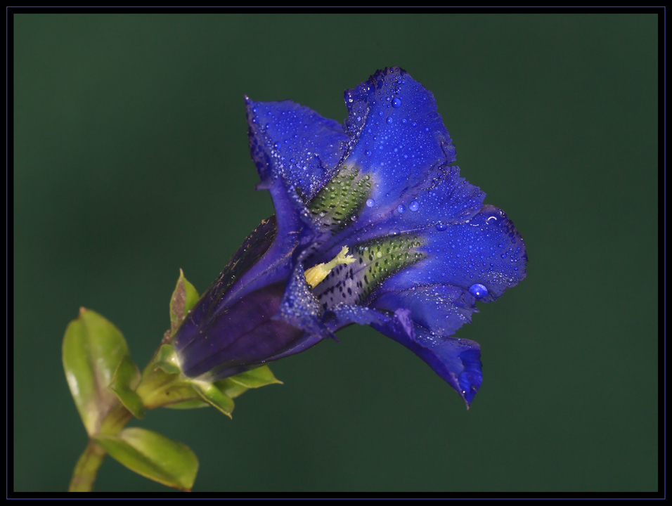 Blau, blau, blau blüht der..................