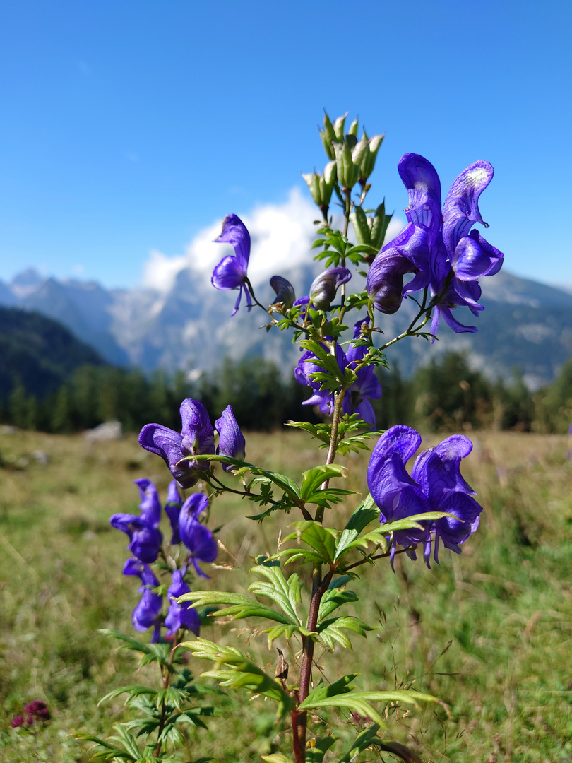 Blau, blau, blau blüht der Eisenhut