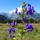 Blau, blau, blau blüht der Eisenhut